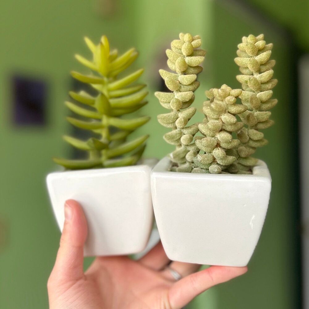 Unique Faux Succulent Desert Plants Potted Duo Home Decor Accents - Picture 2 of 6